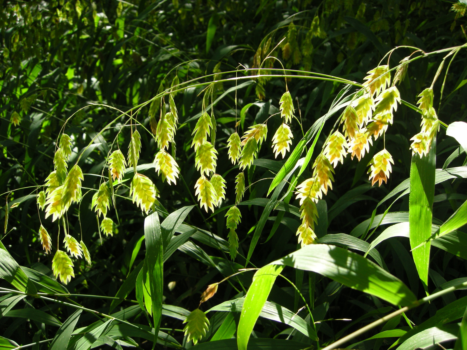 CHASMANTHIUM