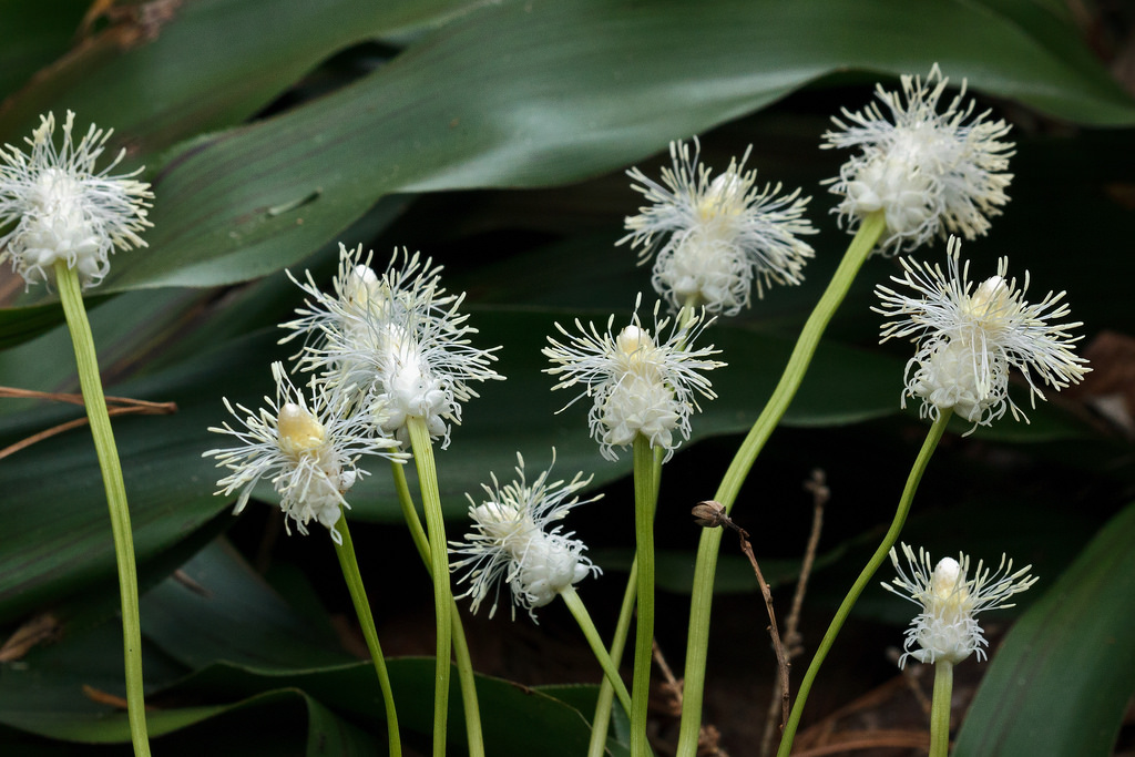 CYMOPHYLLUS
