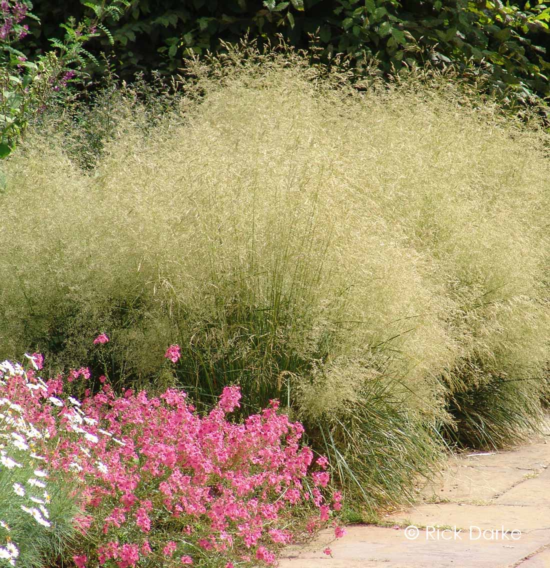 DESCHAMPSIA