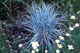 ELYMUS
