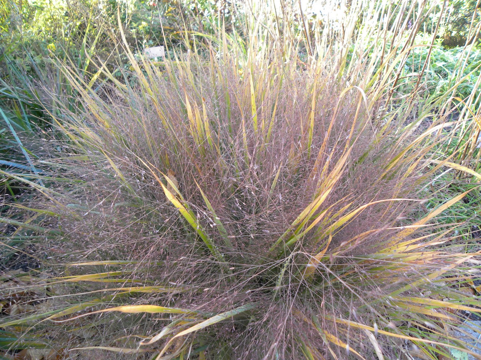 ERAGROSTIS