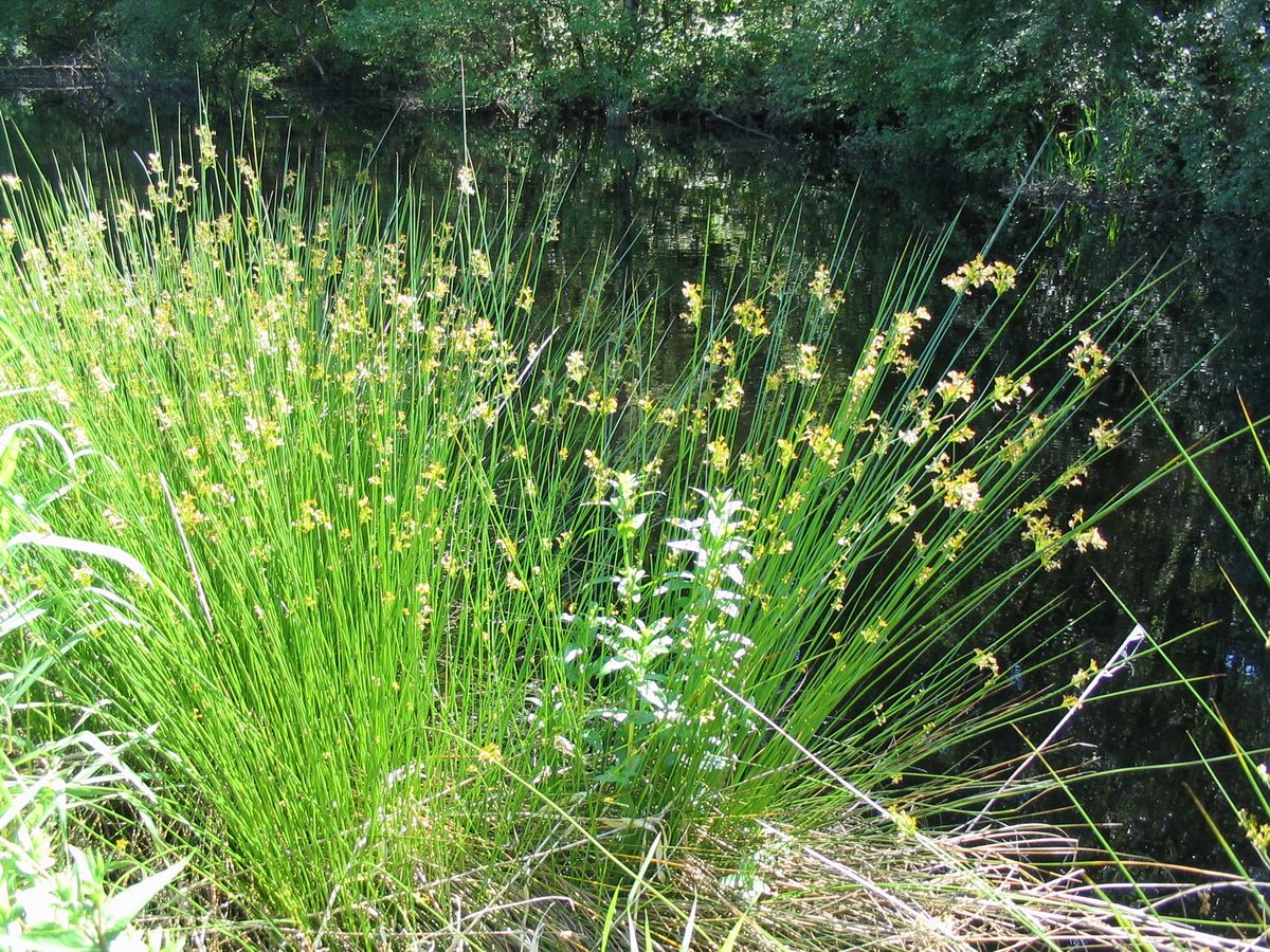 JUNCUS