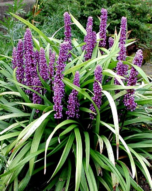 LIRIOPE