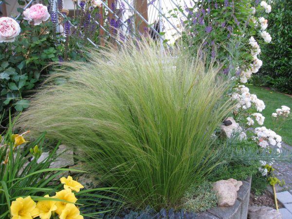 MACROCHLOA