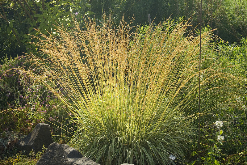 MOLINIA