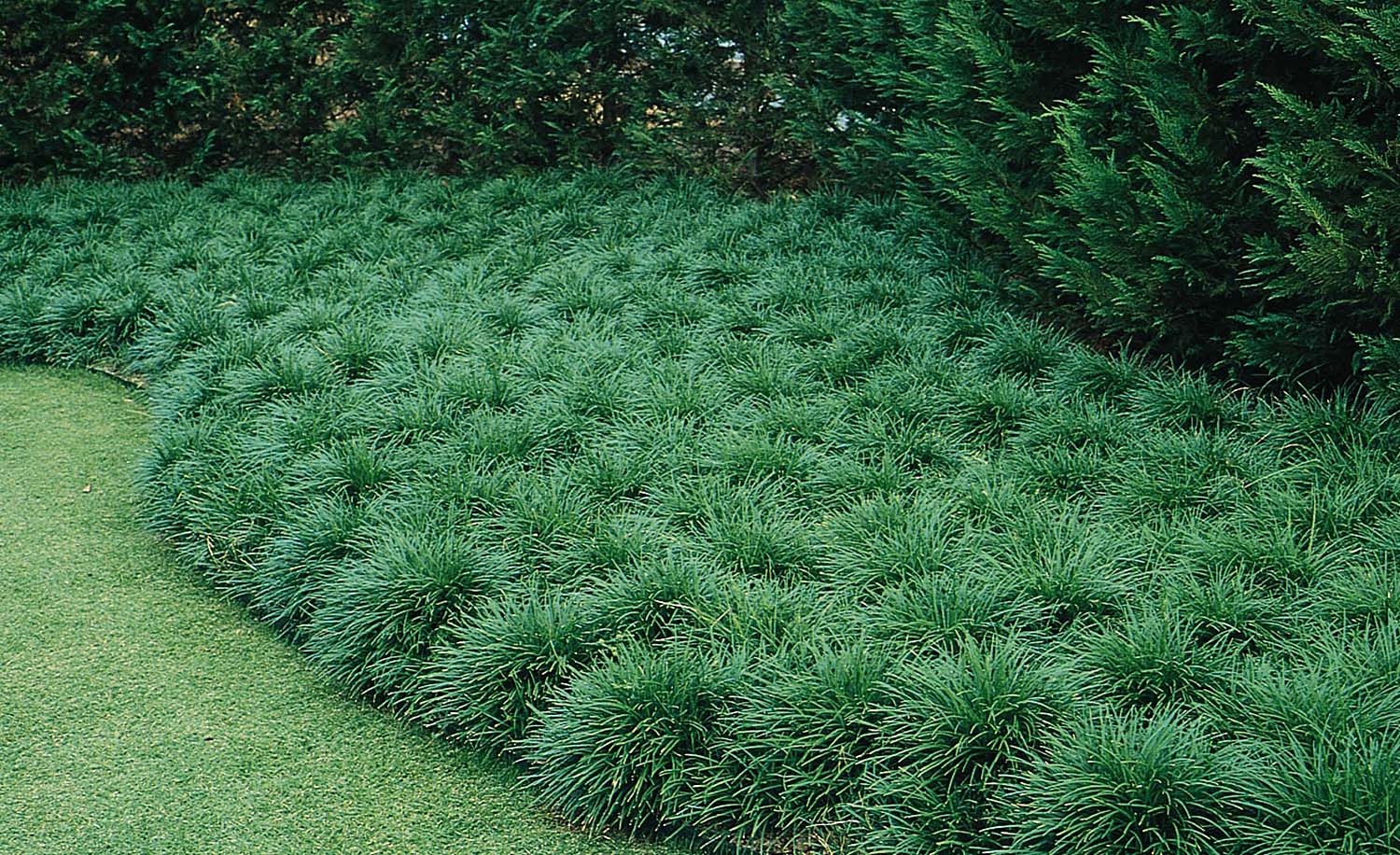 OPHIOPOGON