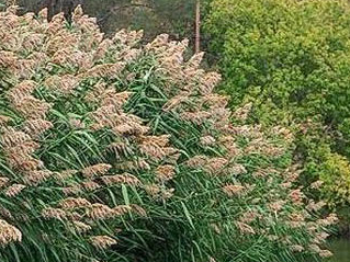 PHRAGMITES