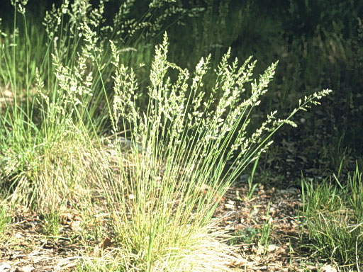 FESTUCA, POA