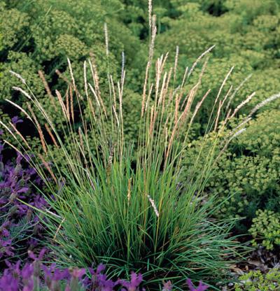 SESLERIA