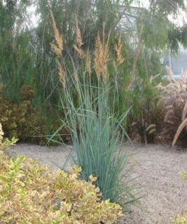 SORGHASTRUM