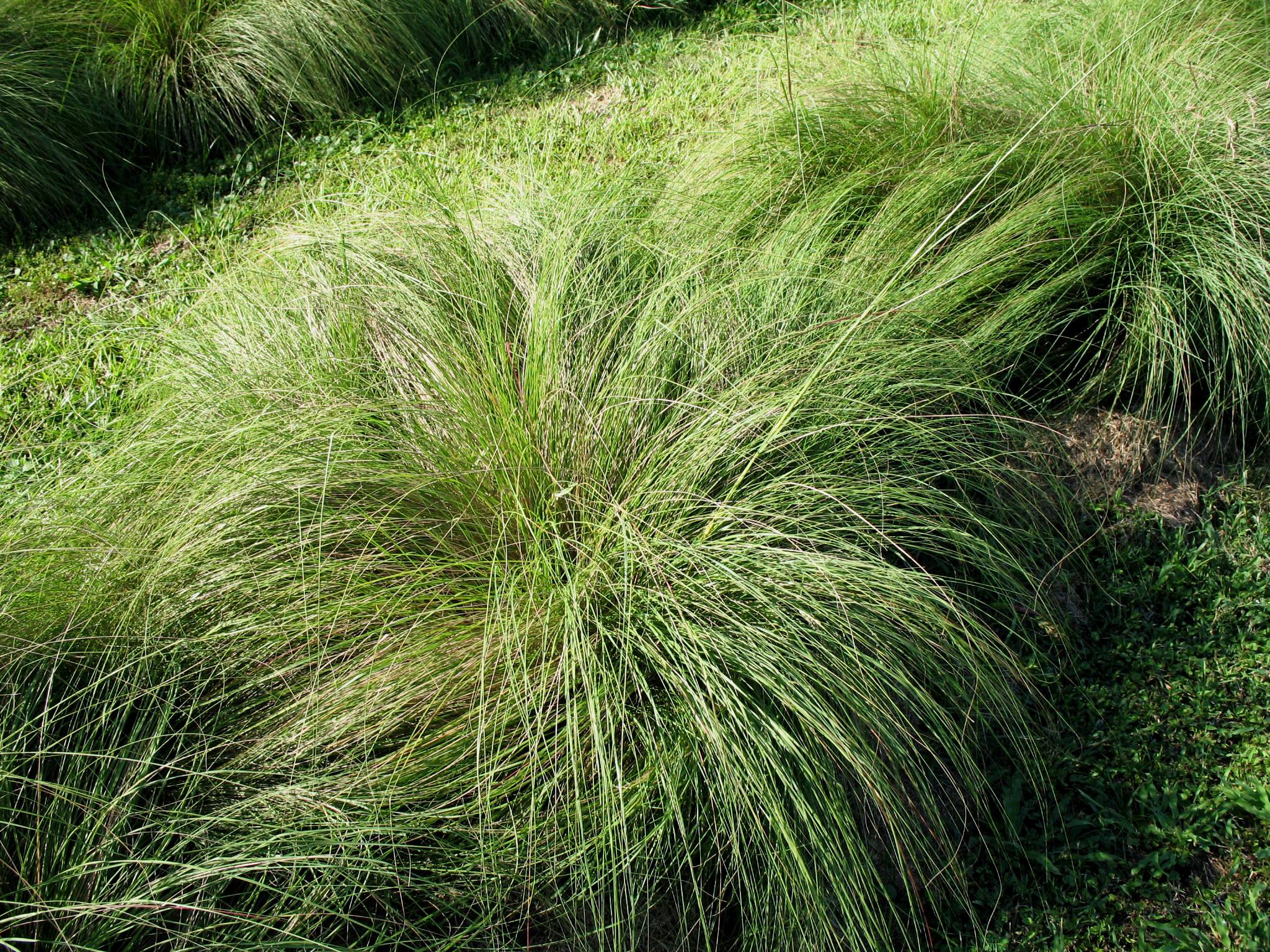 SPARTINA