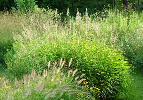 SPODIOPOGON