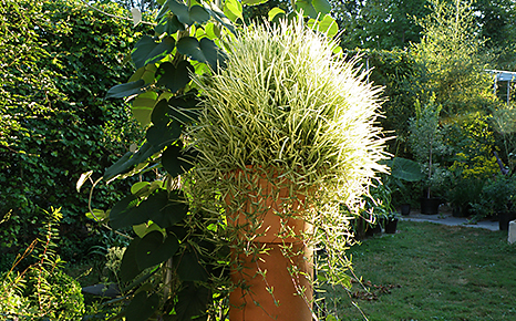 STENOTAPHRUM