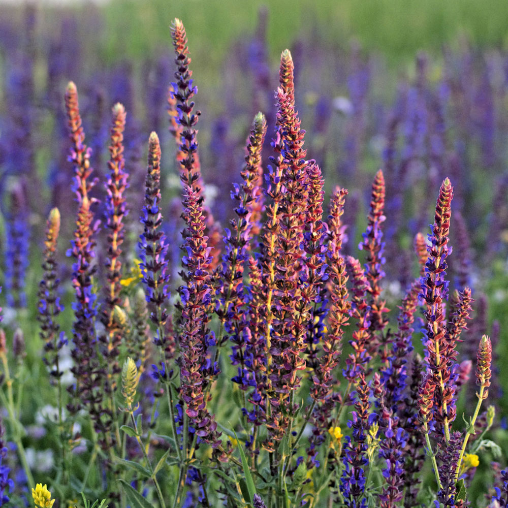 SALVIA<br /><span>Iarba Sfantului Ion </span>