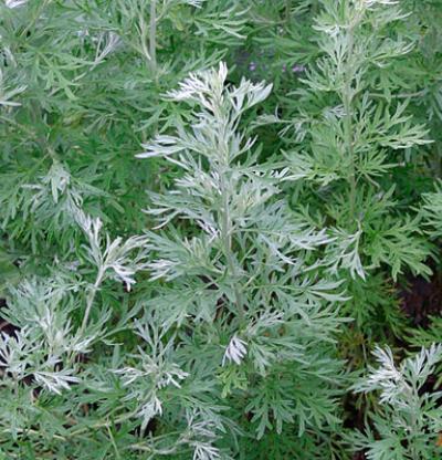 ARTEMISIA<br /><span>Pelin Alb</span>