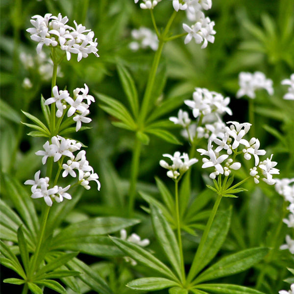 GALIUM<br /><span>Vinariţă</span>
