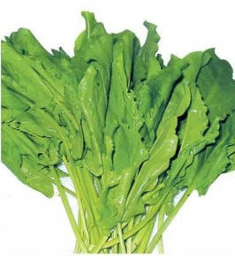 RUMEX<br /><span>Ştevie</span>