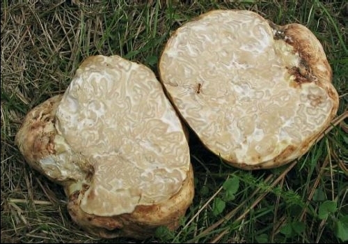 Trufă porcească
