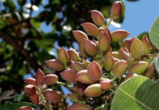 PISTACIA<br /><span>Fistic</span>