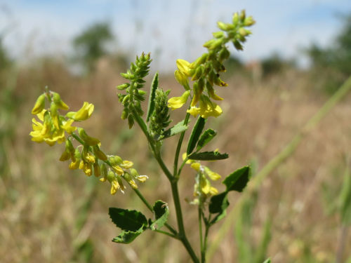 MELILOTUS<br /><span>Yellow Sweet Clover</span>