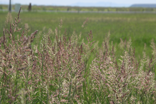PHALARIS<br /><span>Phalaris Arundinacea</span>