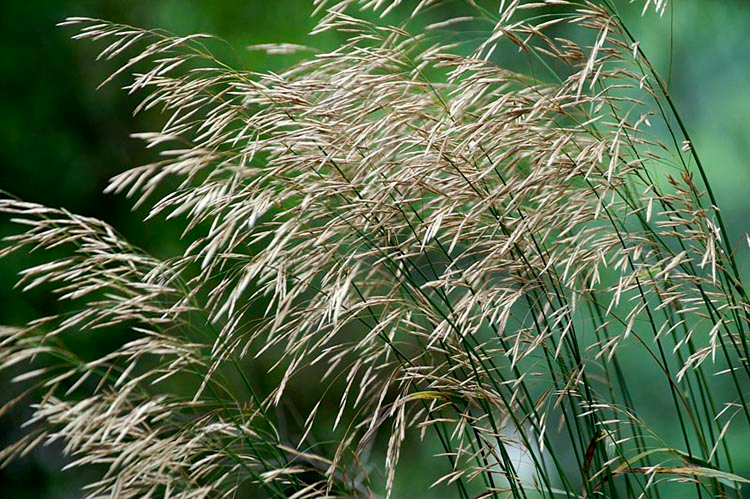 BROMUS<br /><span>Smooth Bromegrass</span>