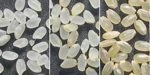 Japonica rice