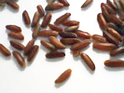 Camargue red rice