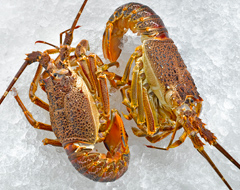 Raci
