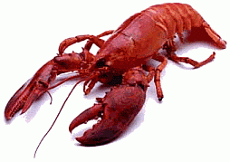 Homar (rac de mare)