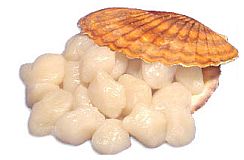 Scoici