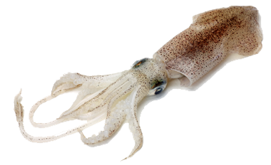 Calamari