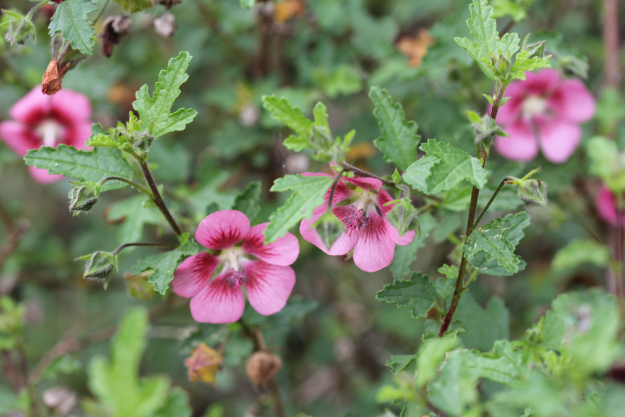 ANISODONTEA