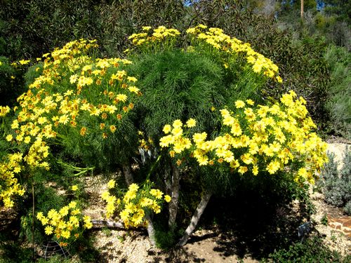COREOPSIS