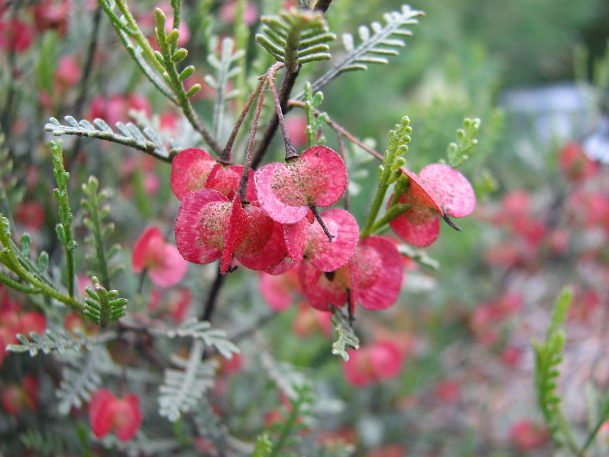 DODONAEA
