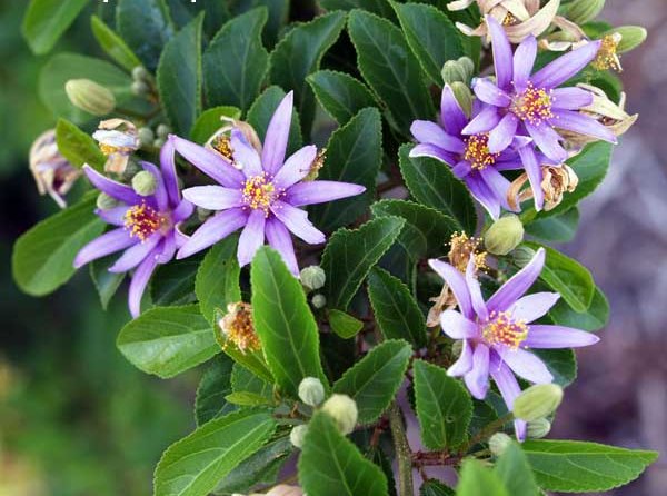 GREWIA