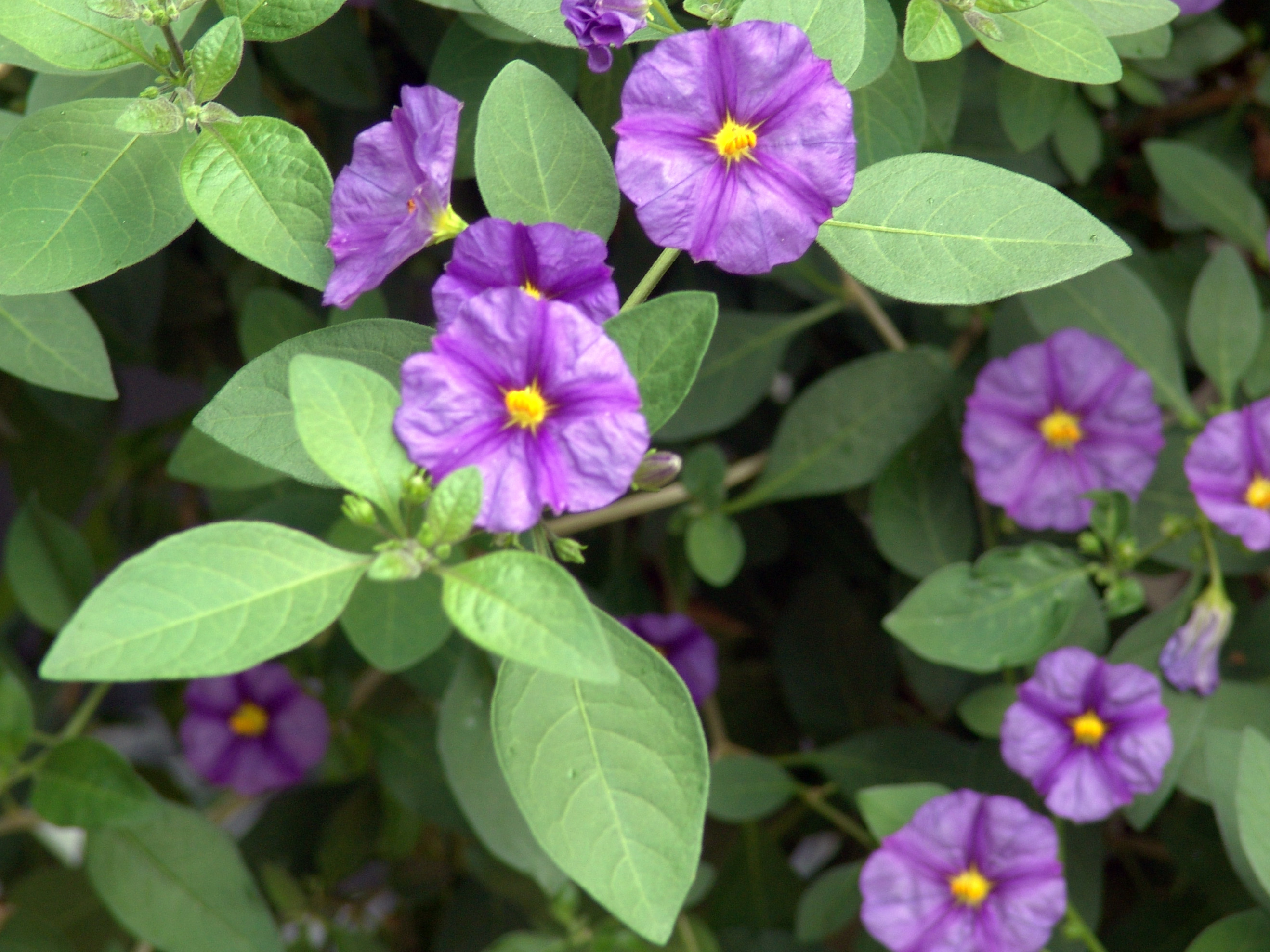 LYCIANTHES