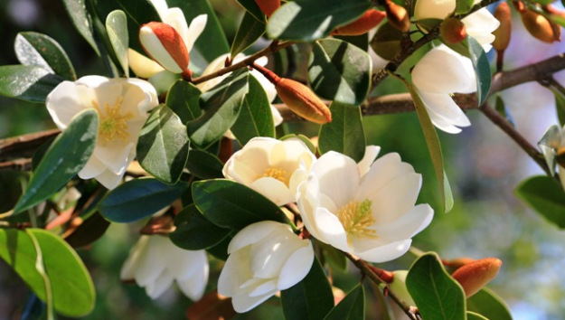 MAGNOLIA<br /><span>Michelia</span>
