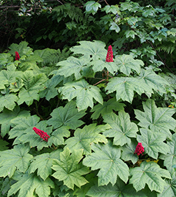 OPLOPANAX