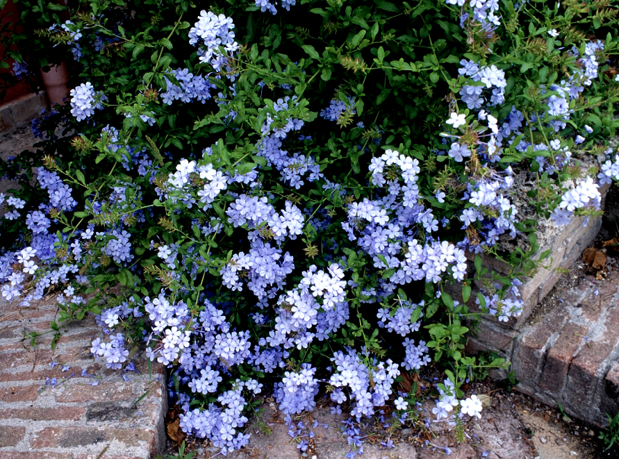 PLUMBAGO
