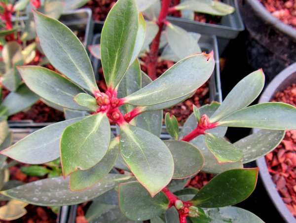 DRIMYS<br /><span>Tasmannia</span>