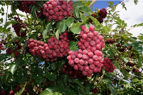 CRATAEGOSORBUS