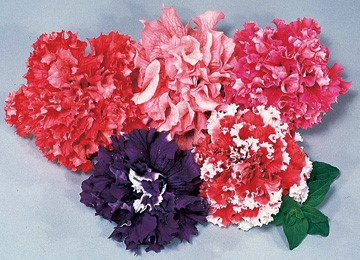 All-Double Petunia