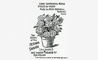 The price of All-Double Petunia published in