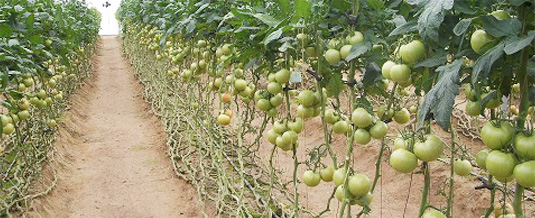 Cultivare la sol