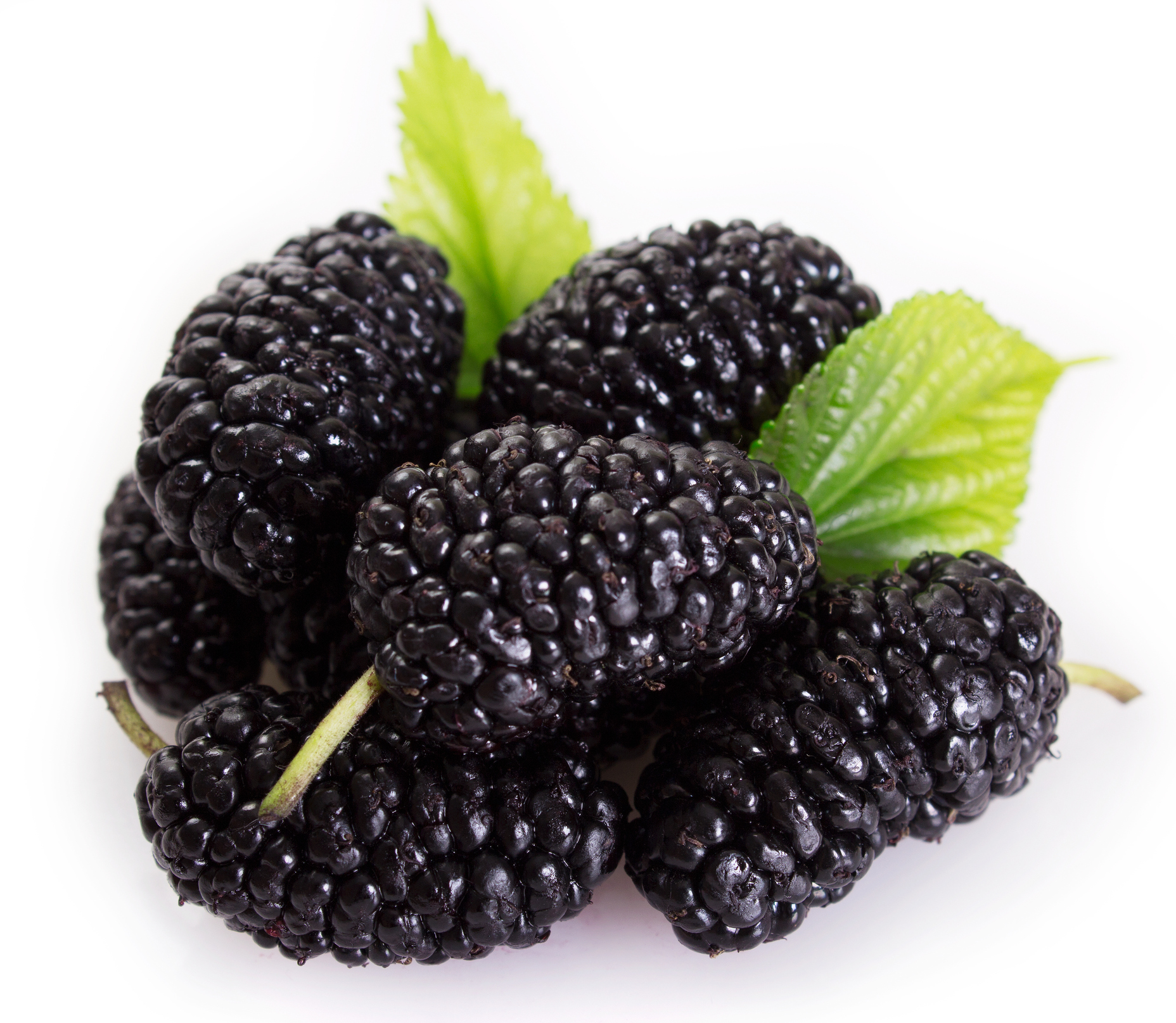 Mulberry, black