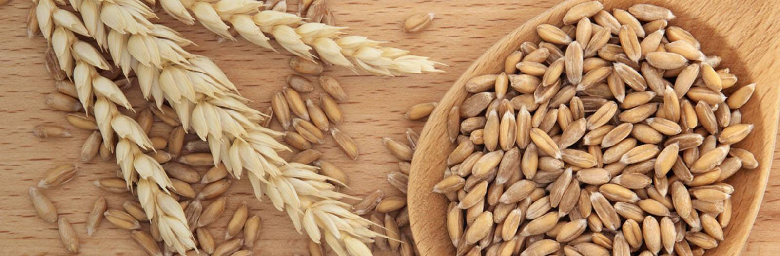 Spelt wheat