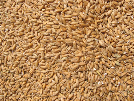 Durum wheat