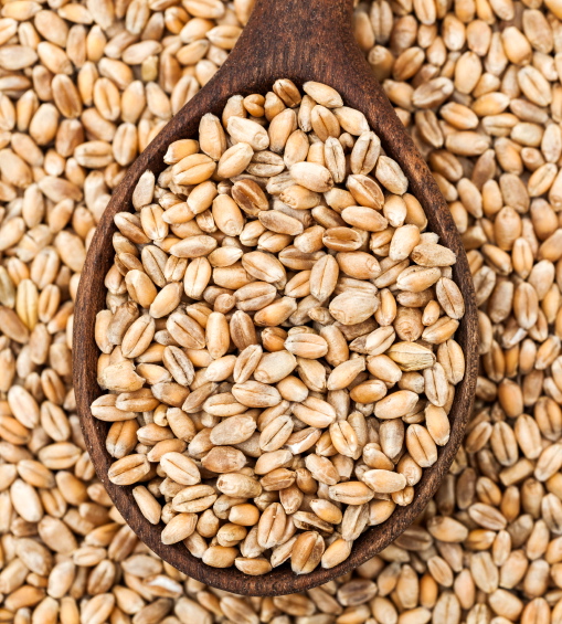 Soft wheat