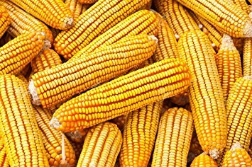 Corn on the cob